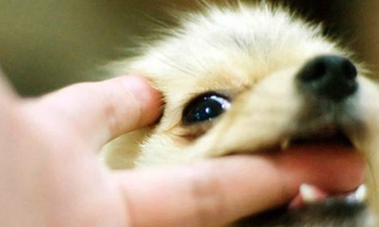 Il cane che odia i… gestacci [VIDEO]