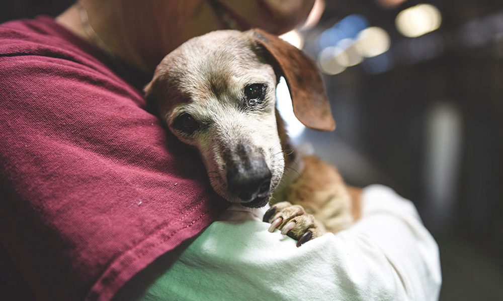 Cane cieco di 18 anni abbandonato in canile: solo nel box abbraccia una volontaria