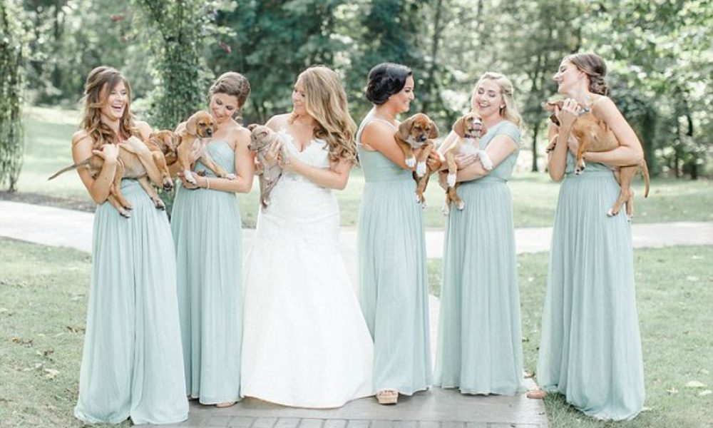 Cuccioli di cane al posto dei bouquets: un matrimonio davvero originale…