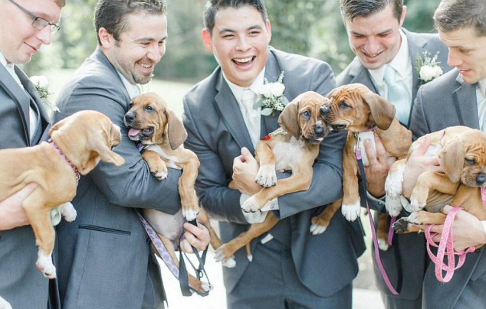 Cuccioli di cane al posto dei bouquets: un matrimonio davvero originale…