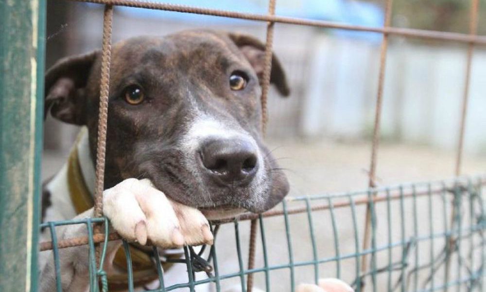 Canile Millemusi: la denuncia del Fronte Animalelibero Tutela Animali e Ambiente