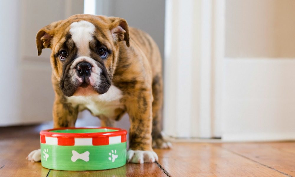 "Plastica nel cibo dei cani": famose scatolette ritirate dal mercato