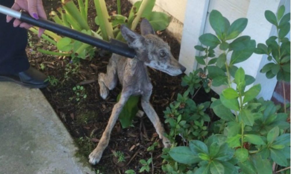 Una donna crede di salvare un cane, poi l’incredibile sorpresa…