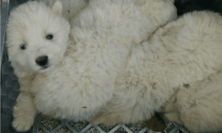 Il miracoloso salvataggio di quattro cuccioli gettati in un dirupo di 15 metri