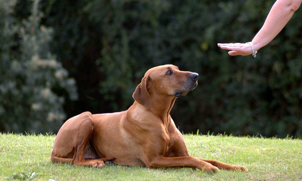 “L’esperto risponde”: Perché il cane non risponde ai comandi?