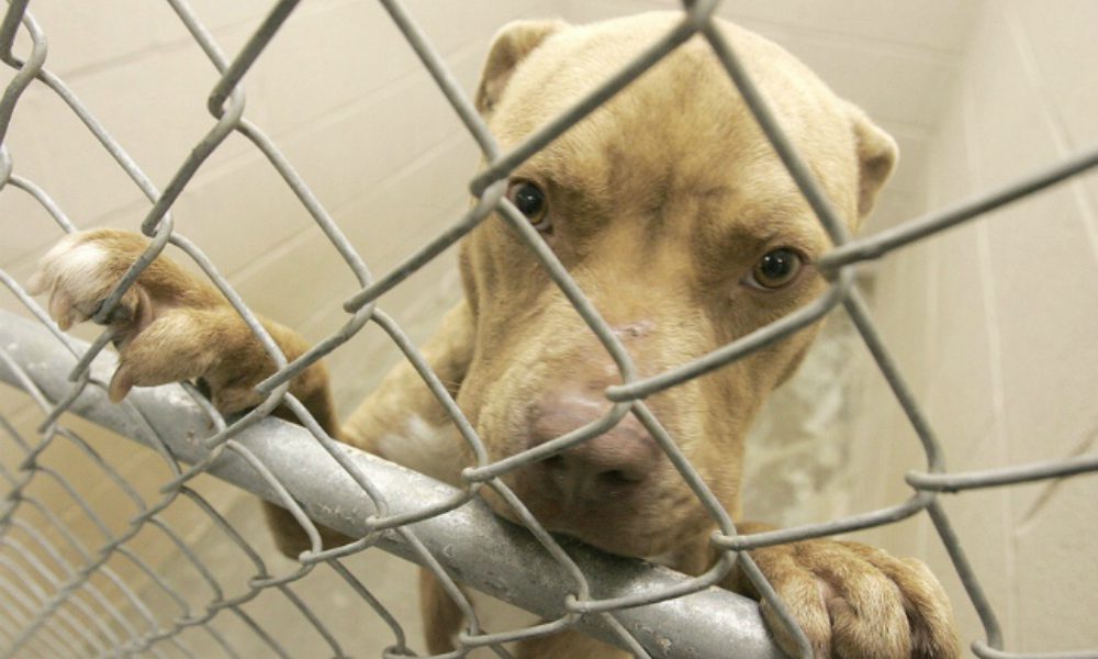 Allarme dognapping: 17000 cani rapiti a scopo di estorsione o per traffici illegali