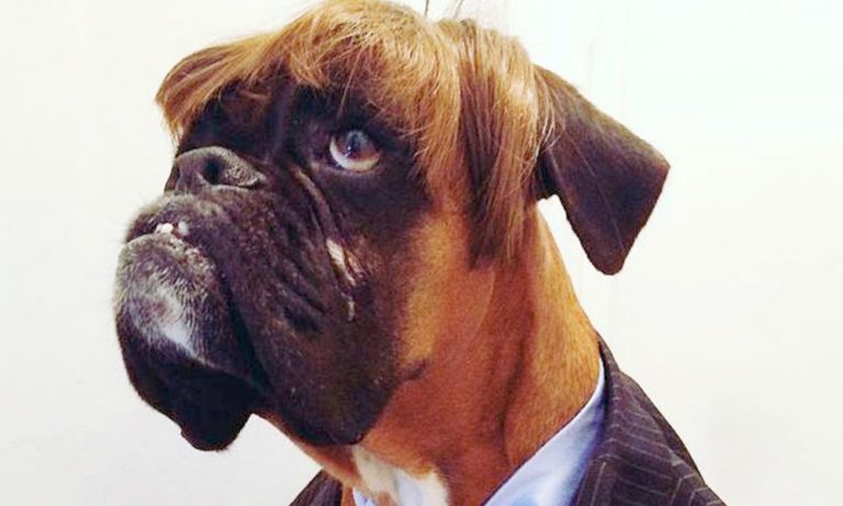 Un cane vince il contest Best Dressed Dog per la sua incredibile somiglianza con Donald Trump