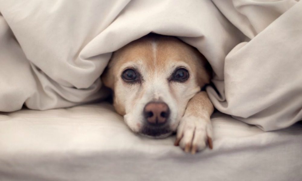 Cani in inverno: 8 modi per difenderli dal freddo