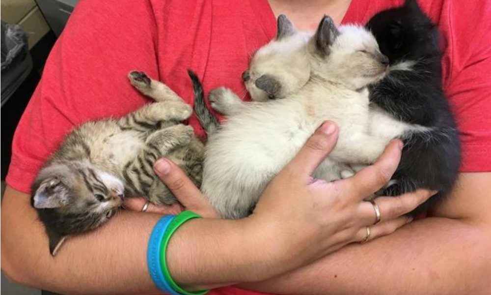 Era triste e sola in una casa di riposo, con un solo desiderio: poter accarezzare dei gattini…