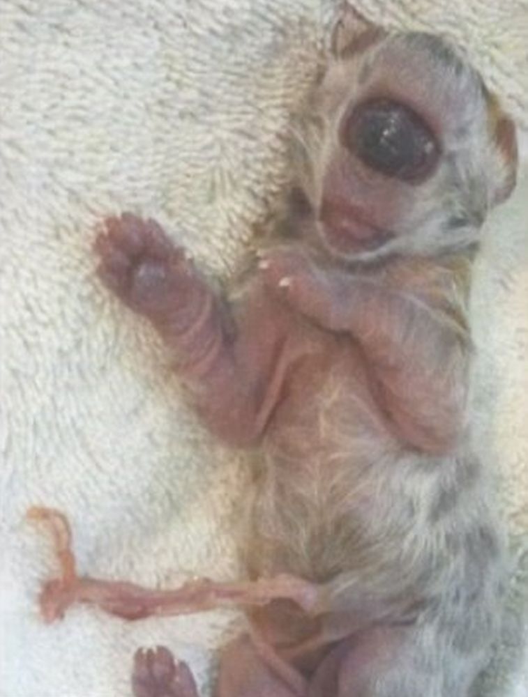 Gattino “ciclope”: è nato con un solo occhio solo e senza naso a causa delle radiazioni [VIDEO]
