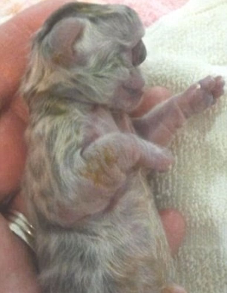 Gattino “ciclope”: è nato con un solo occhio solo e senza naso a causa delle radiazioni [VIDEO]