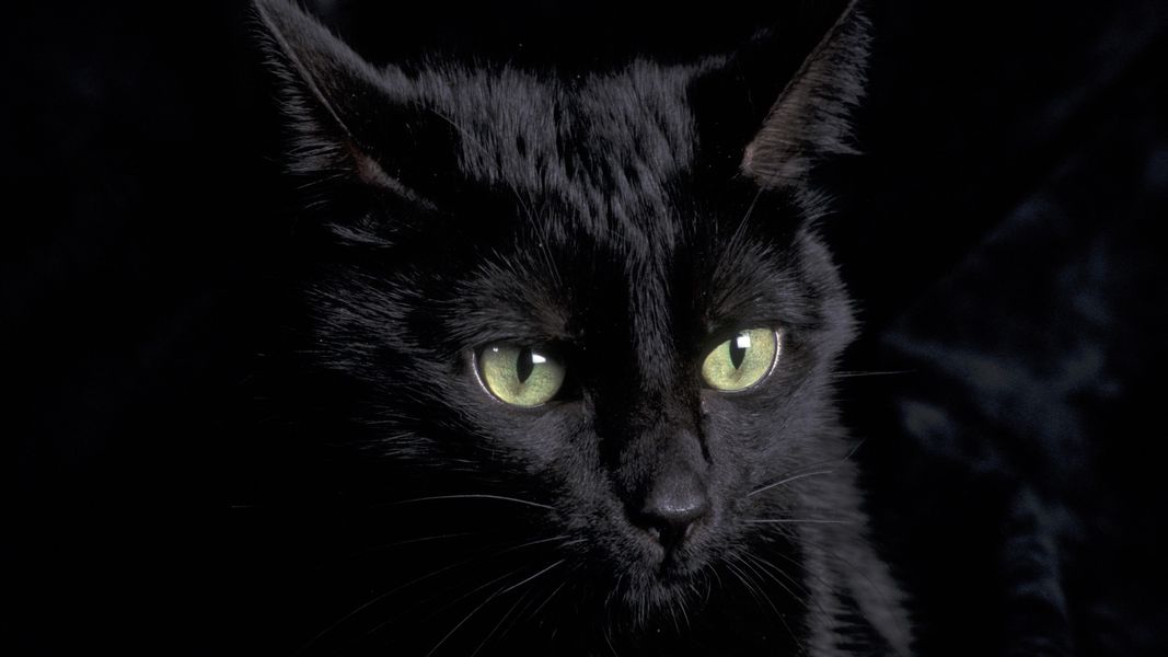 Halloween: per salvare i gatti neri arrivano le ronde istituite dall’AIDAA