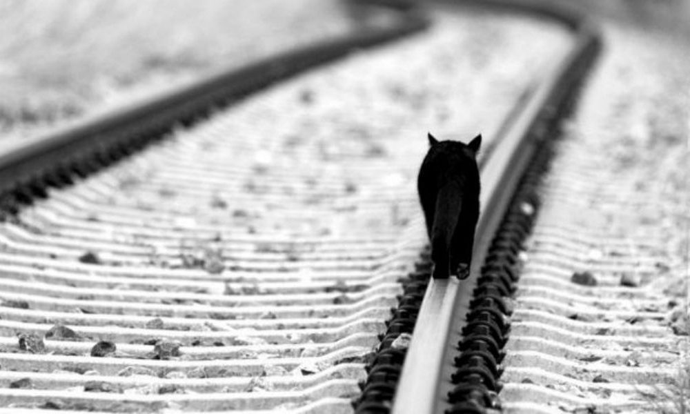 Gatto investito da un treno riesce a salvarsi chiedendo aiuto