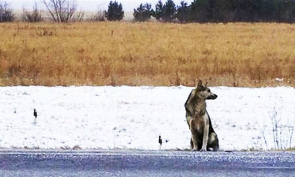 Hachiko siberiano: da oltre un anno attende sul ciglio della strada il padrone morto