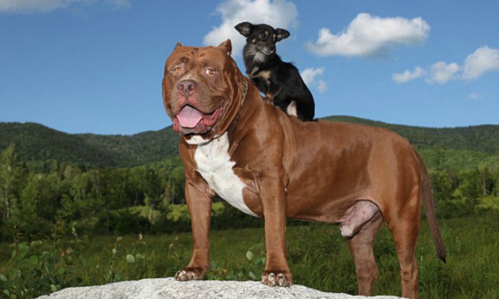 Un’amicizia davvero particolare: lui è il pitbull più grande del mondo, lei una minuscola chihuahua