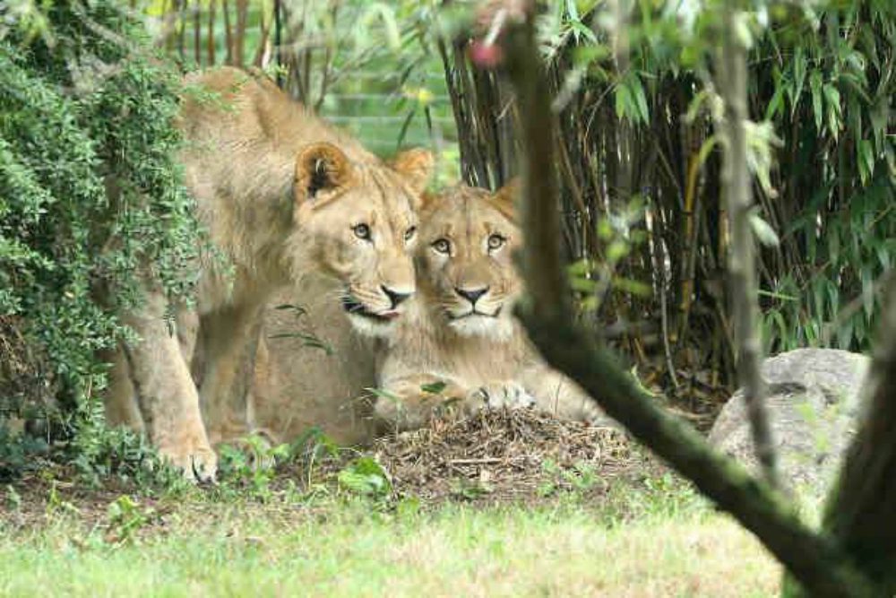 Due leoni scappano dallo zoo, uno viene ucciso: esplode la polemica su Facebook
