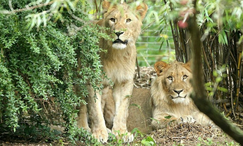 Due leoni scappano dallo zoo, uno viene ucciso: esplode la polemica su Facebook