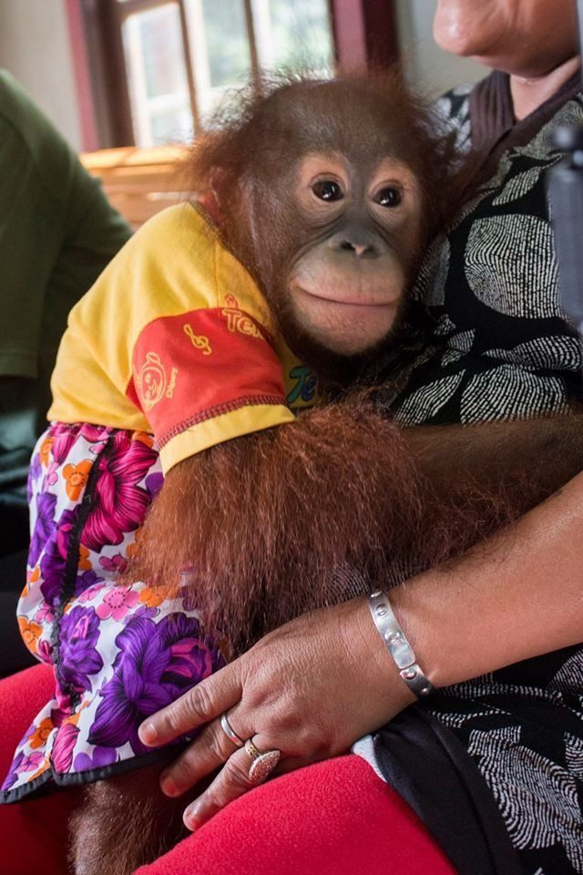 Cucciola di orangotango viene strappata via dalla famiglia adottiva per essere liberata nella natura