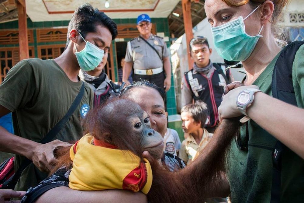 Cucciola di orangotango viene strappata via dalla famiglia adottiva per essere liberata nella natura