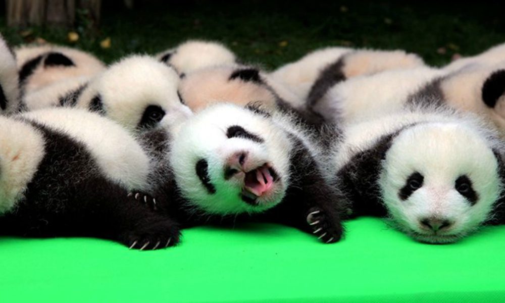 23 adorabili panda [VIDEO]