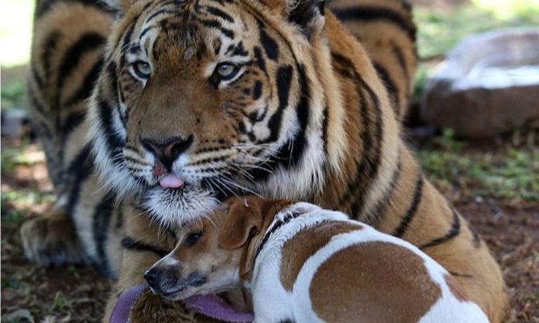 Tigre e cane amici per la pelle: un caso unico al mondo [VIDEO]