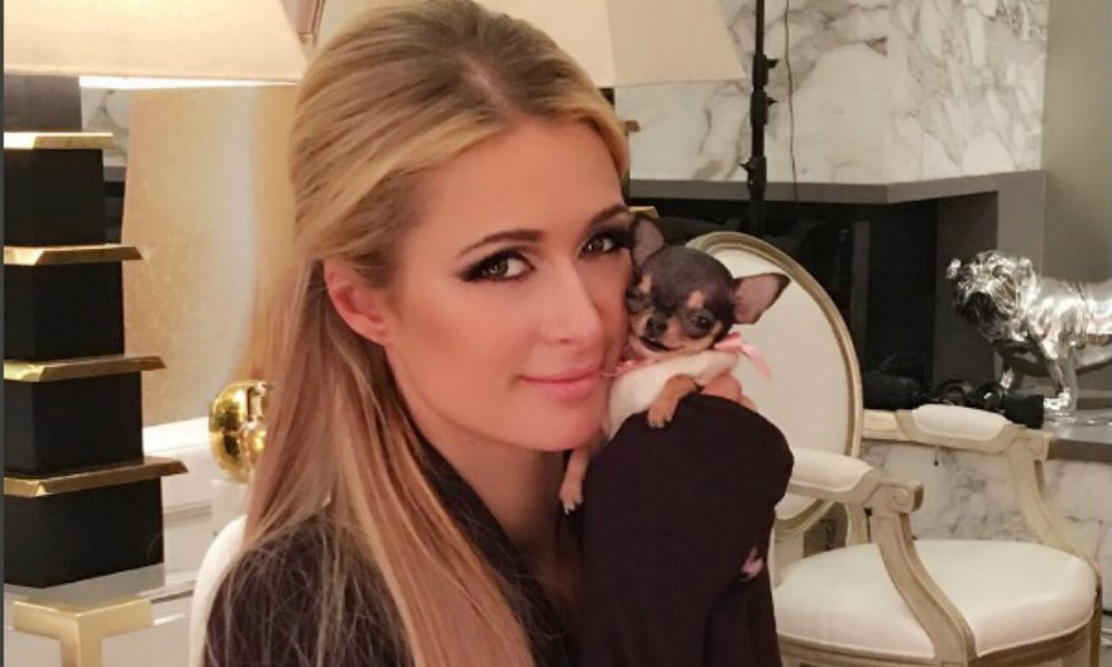 Paris Hilton adotta un nuovo chihuahua del valore di 8000 dollari: quando l’amore per i cani non ha prezzo...