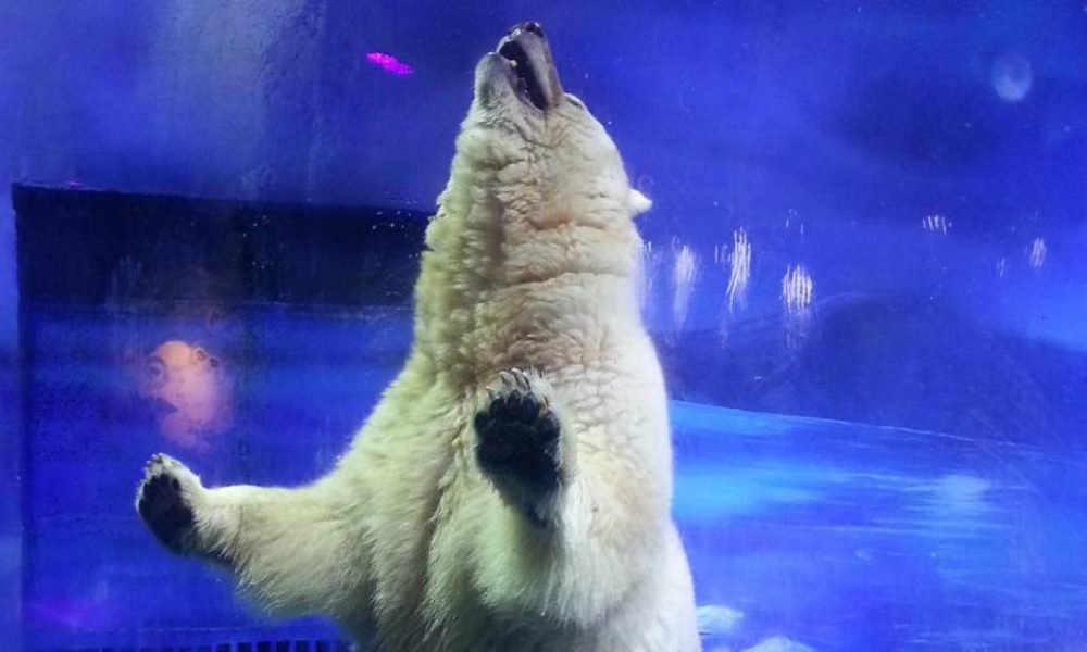 Orso polare prigioniero in un centro commerciale: esplode la protesta in tutto il mondo [VIDEO]