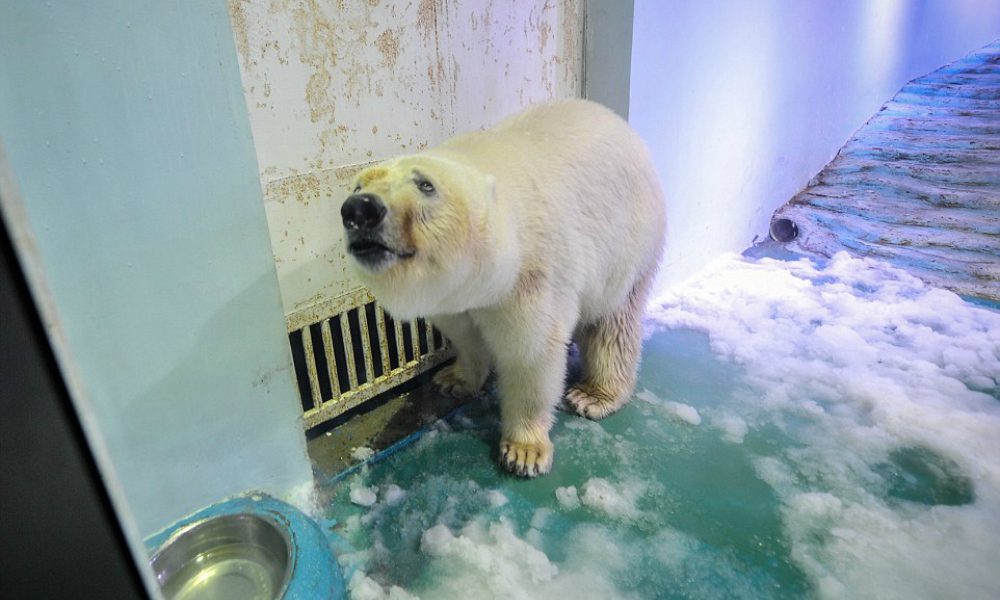 Orso polare prigioniero in un centro commerciale: esplode la protesta in tutto il mondo [VIDEO]