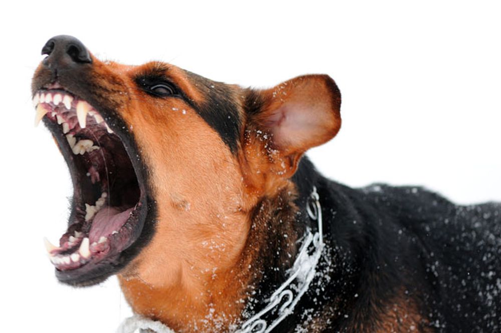 “L’esperto risponde”: la rabbia, una malattia molto pericolosa per il cane e per l’uomo
