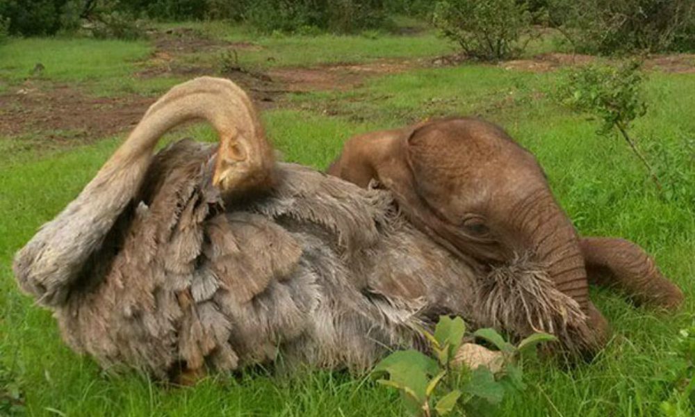 L’incredibile amicizia tra un elefante e uno struzzo