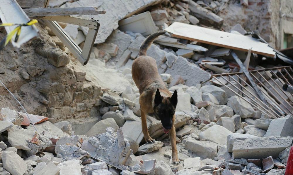 Terremoto: “Accettate gli animali”, l’appello dell’ENPA alle strutture di accoglienza