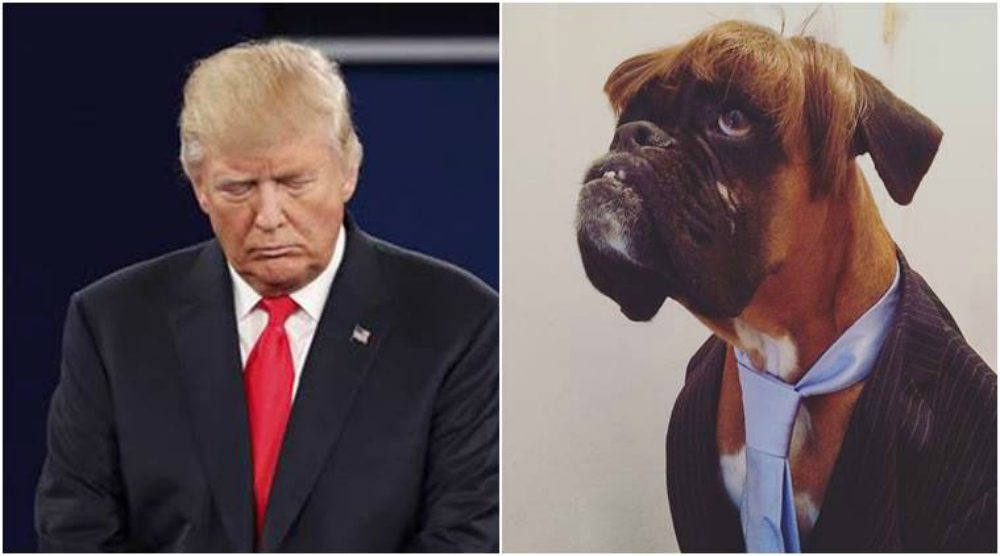 Un cane vince il contest Best Dressed Dog per la sua incredibile somiglianza con Donald Trump