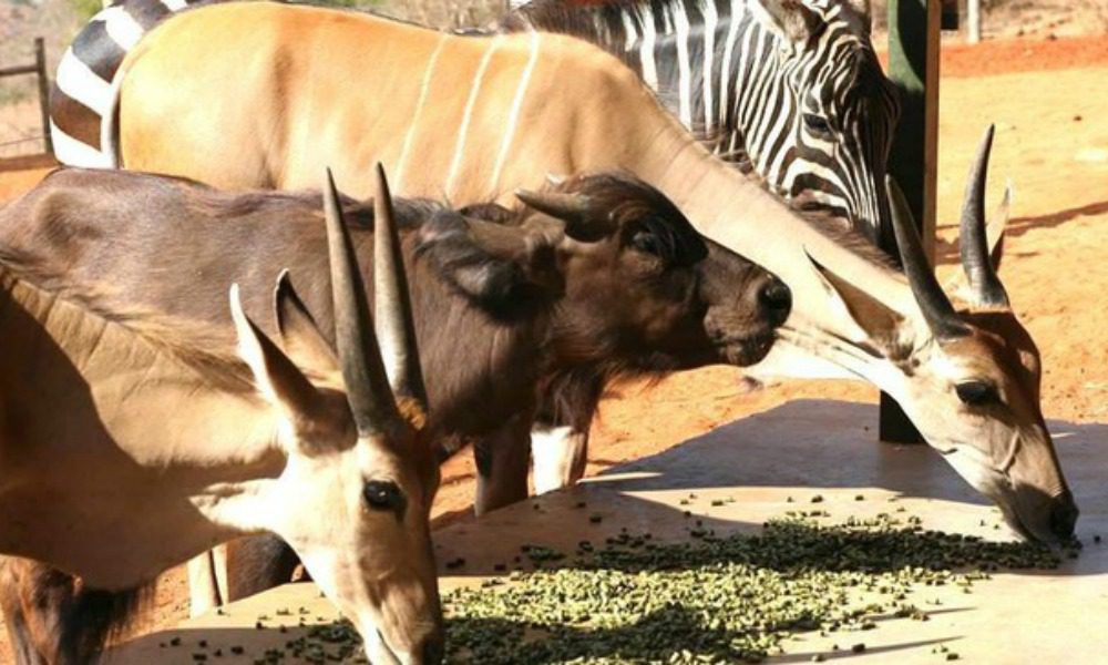 Animali orfani formano la loro nuova famiglia: l'amore supera le differenze [FOTO]