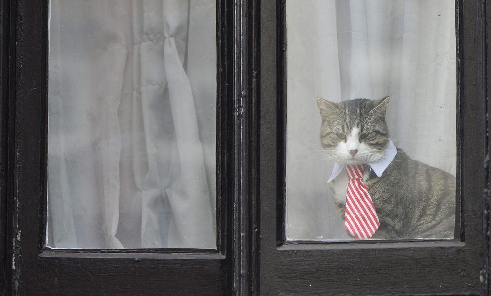 Assange: durante l’interrogatorio del fondatore di WikiLeaks compare il suo gatto in cravatta