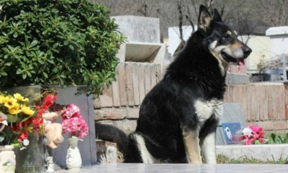 Questo cane vive da 9 anni sulla tomba del suo amato umano