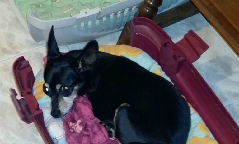 Le nostre storie: il cane Perla e il suo incredibile messaggio d’amore e speranza