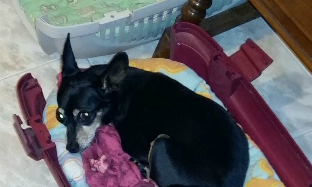 Le nostre storie: il cane Perla e il suo incredibile messaggio d'amore e speranza