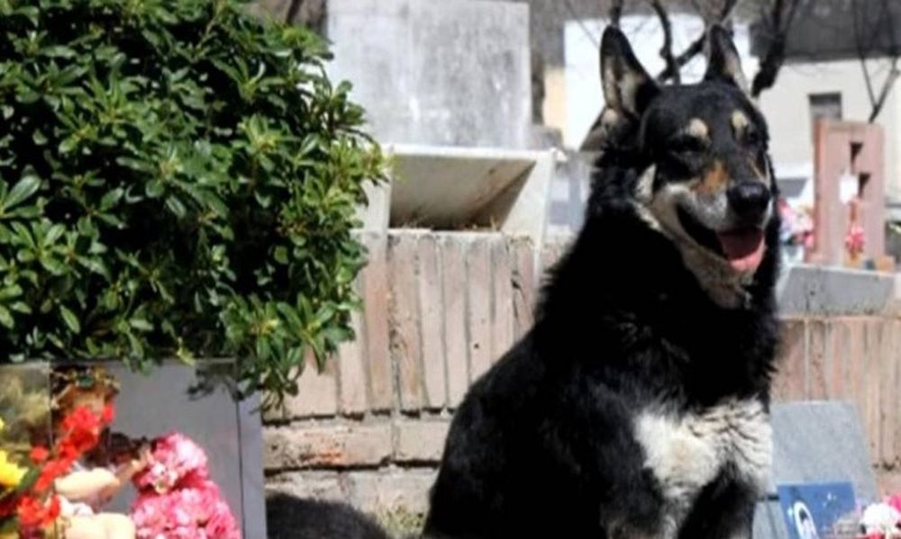 Questo cane vive da 9 anni sulla tomba del suo amato umano 