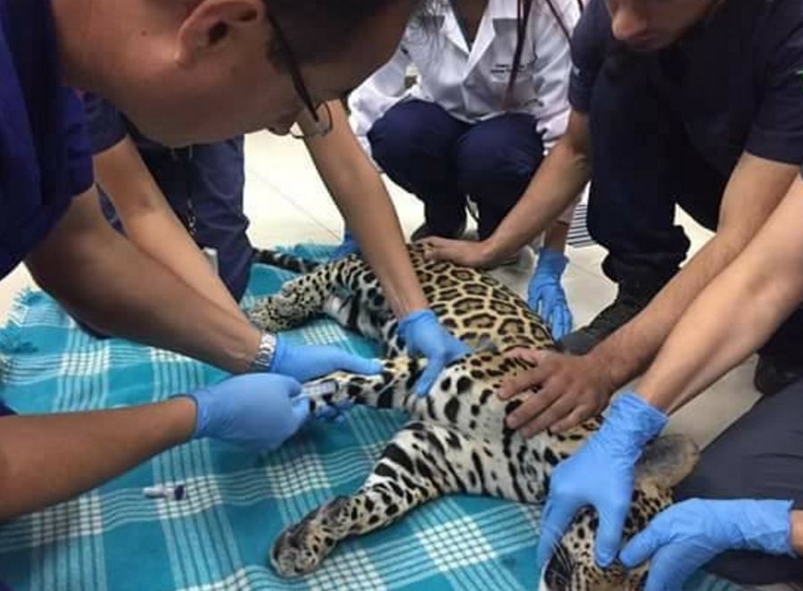 Recuperano una cucciola di giaguaro in condizioni estreme: ciò che trovano nel suo corpo è inimmaginabile…