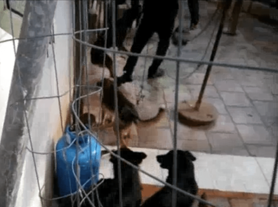 Scoperta agghiacciante a Lecce: undici cani denutriti, reclusi e seviziati [VIDEO]