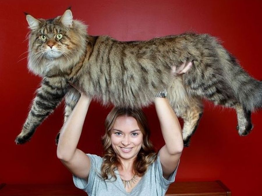 Gatti extralarge: i mici più grandi del mondo [FOTO]