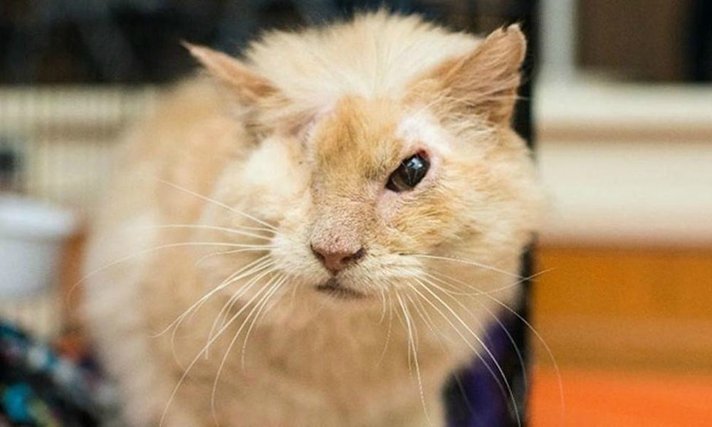 Gatto randagio sfigurato con l'acido: “dava fastidio”