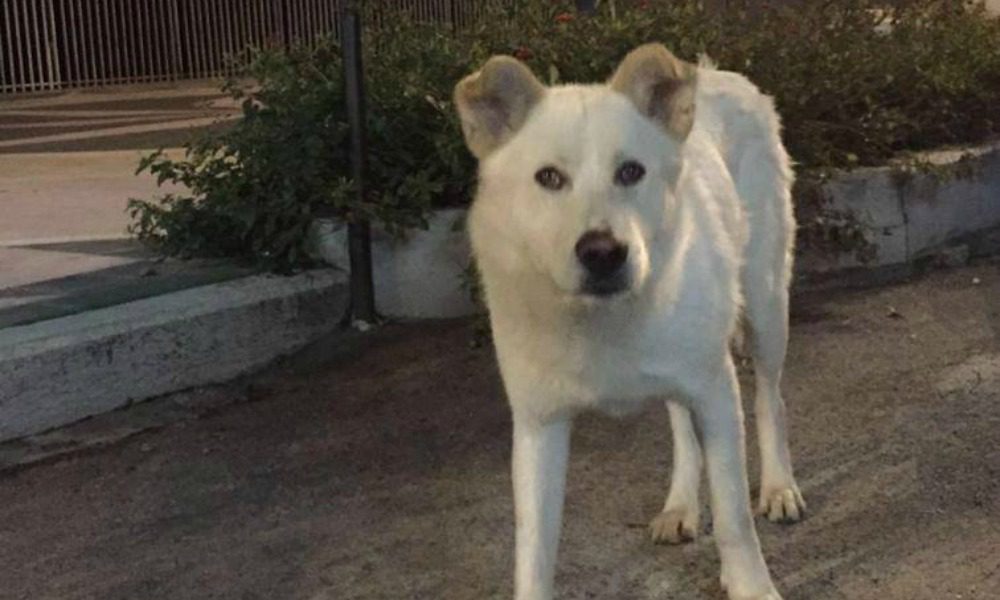 Sangineto accoglie i pacifici manifestanti con misure antisommossa e blocca l’evento per il cane Angelo