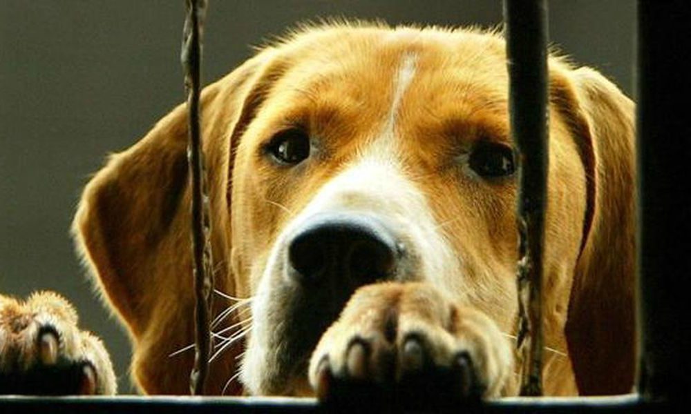 L’AIDAA denuncia Facebook per istigazione al maltrattamento degli animali
