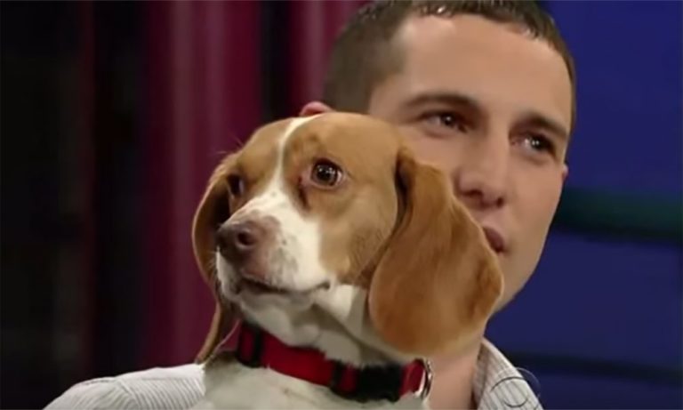 Bailey, il beagle diventato famoso per un insolito comando [VIDEO]