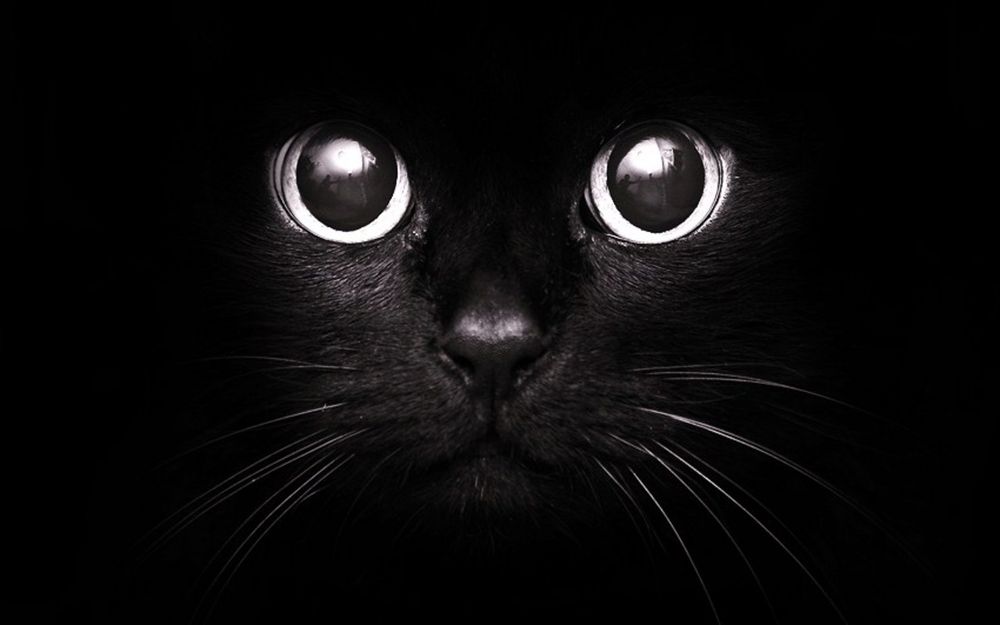 17 novembre: Giornata Mondiale del Gatto Nero