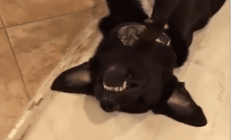 Mannequin Challenge: un cane vince la nuova sfida del web [VIDEO]