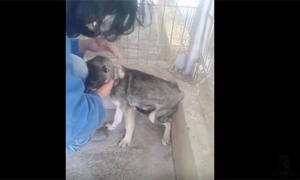 Accarezza per la prima volta un cagnolino maltrattato per anni. Guardate la sua incredibile reazione… [VIDEO]