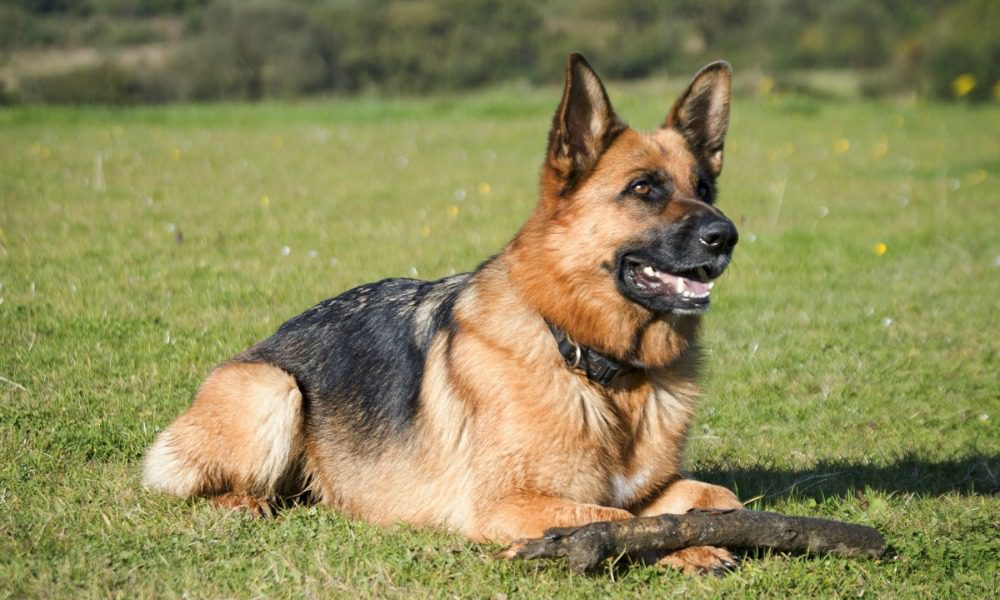 Uccide a fucilate i due cani del vicino, ma niente arresto