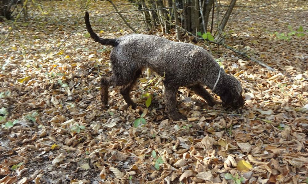 Ha un infarto e muore nei boschi, il suo cane chiama i soccorsi